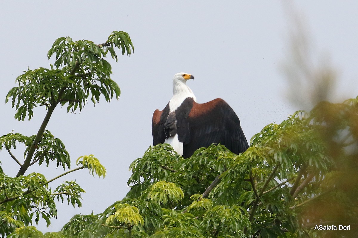 African Fish-Eagle - ML282505071