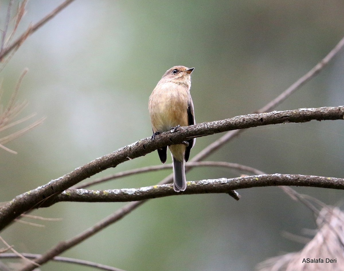 African Dusky Flycatcher - Fanis Theofanopoulos (ASalafa Deri)