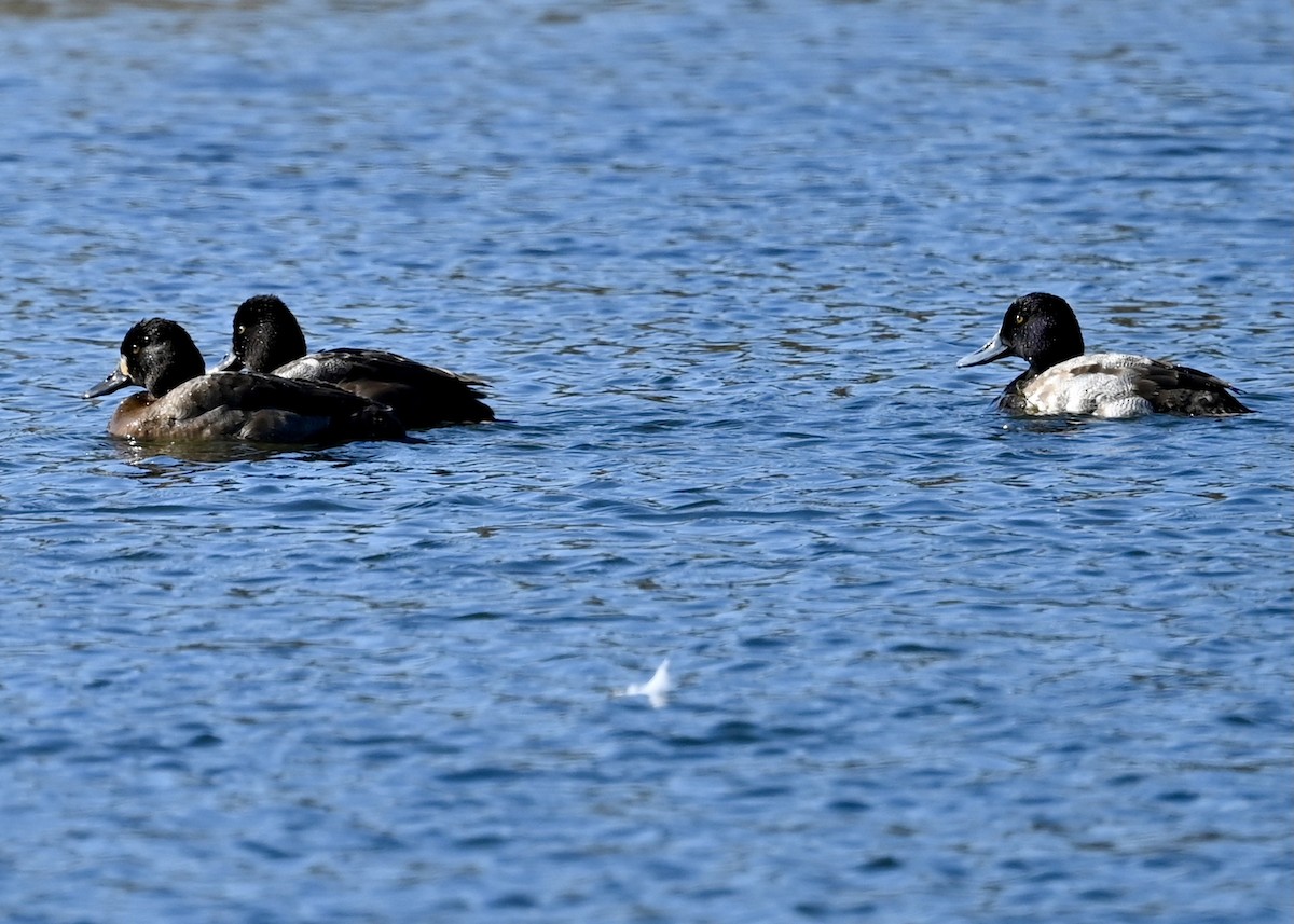 Greater Scaup - ML282508331