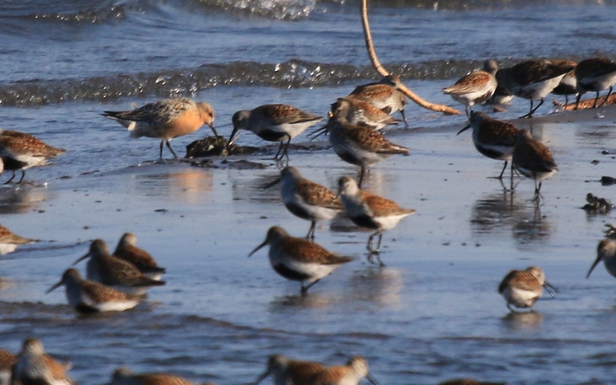 Red Knot - ML282508501