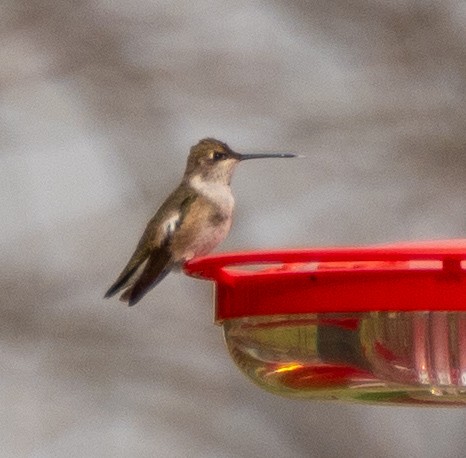 Black-chinned Hummingbird - ML282514001