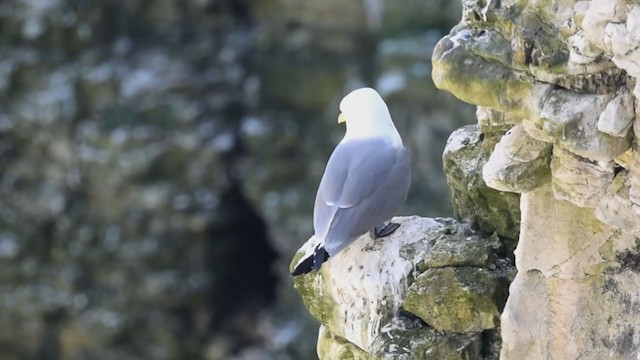 Mouette tridactyle - ML282514931
