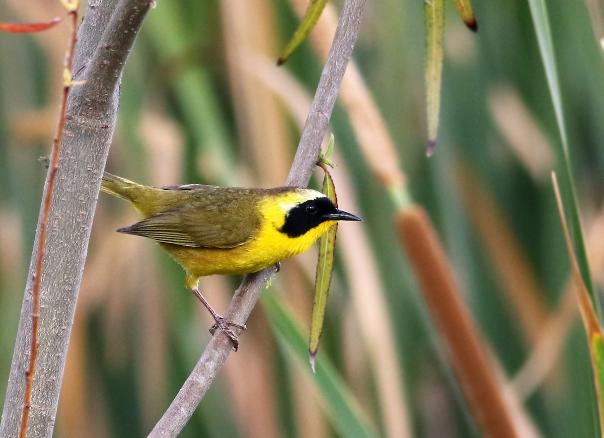 Common Yellowthroat (chapalensis) - Andrew Spencer