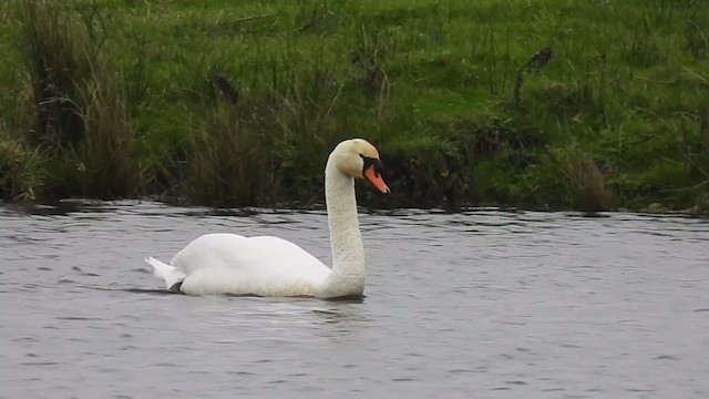Mute Swan - ML282520171
