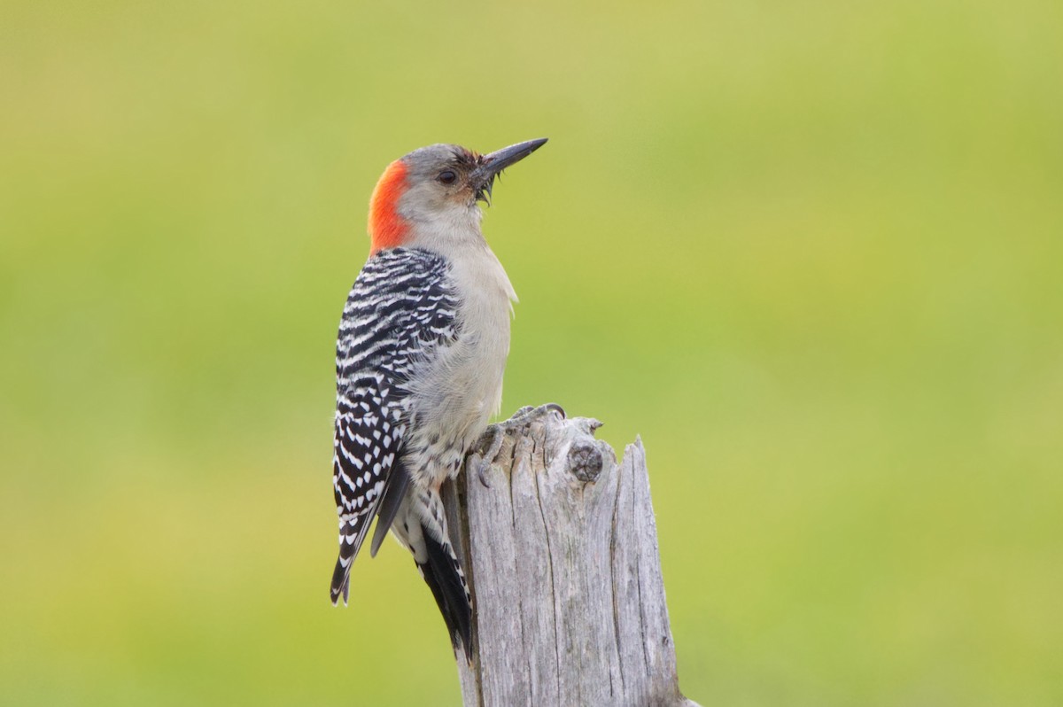Red-bellied Woodpecker - Zane Shantz