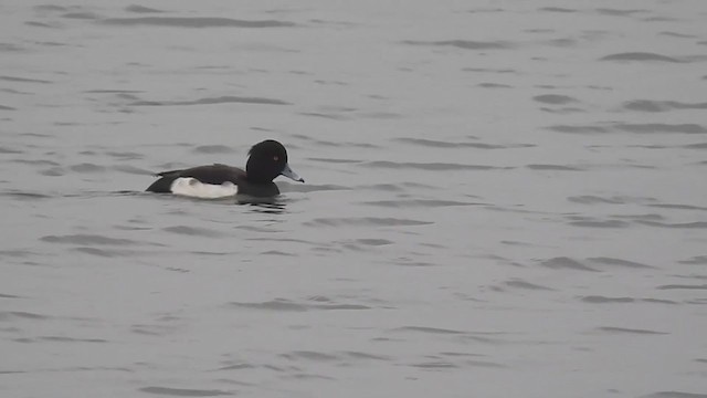 Tufted Duck - ML282520861