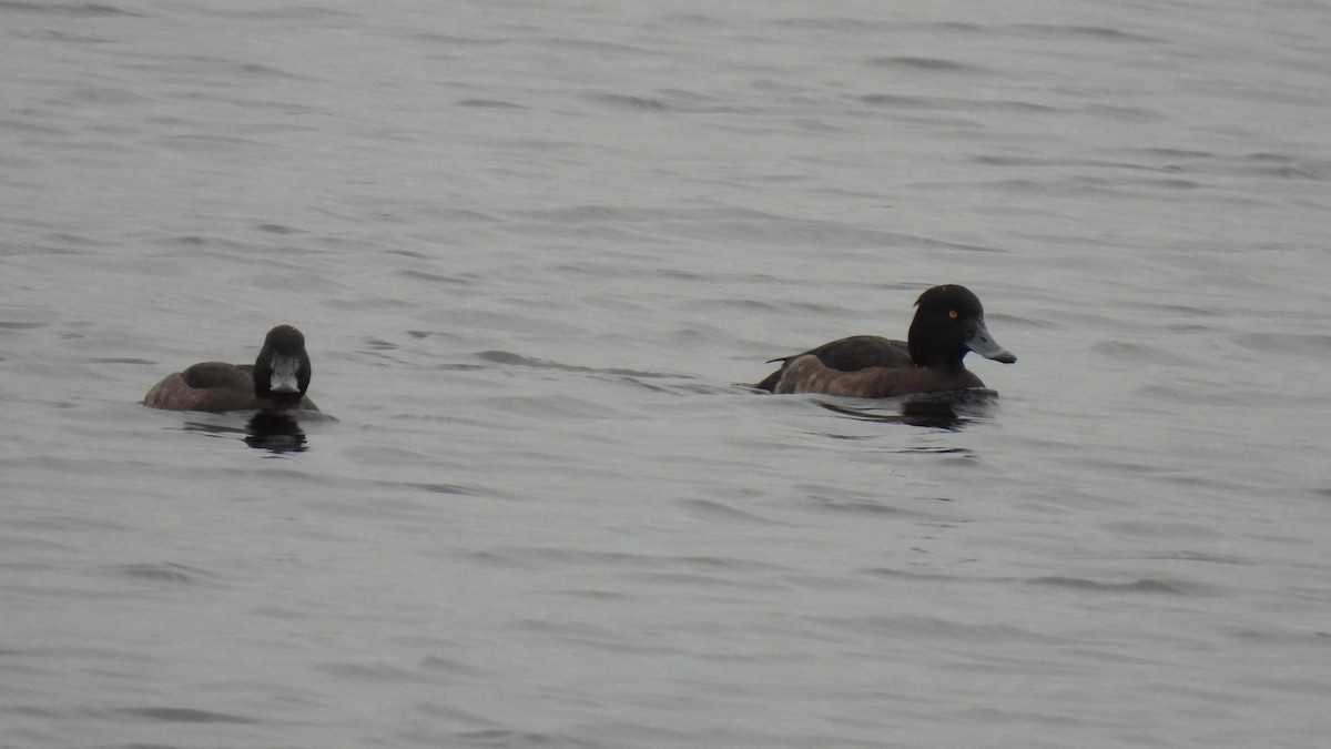 Tufted Duck - ML282522641