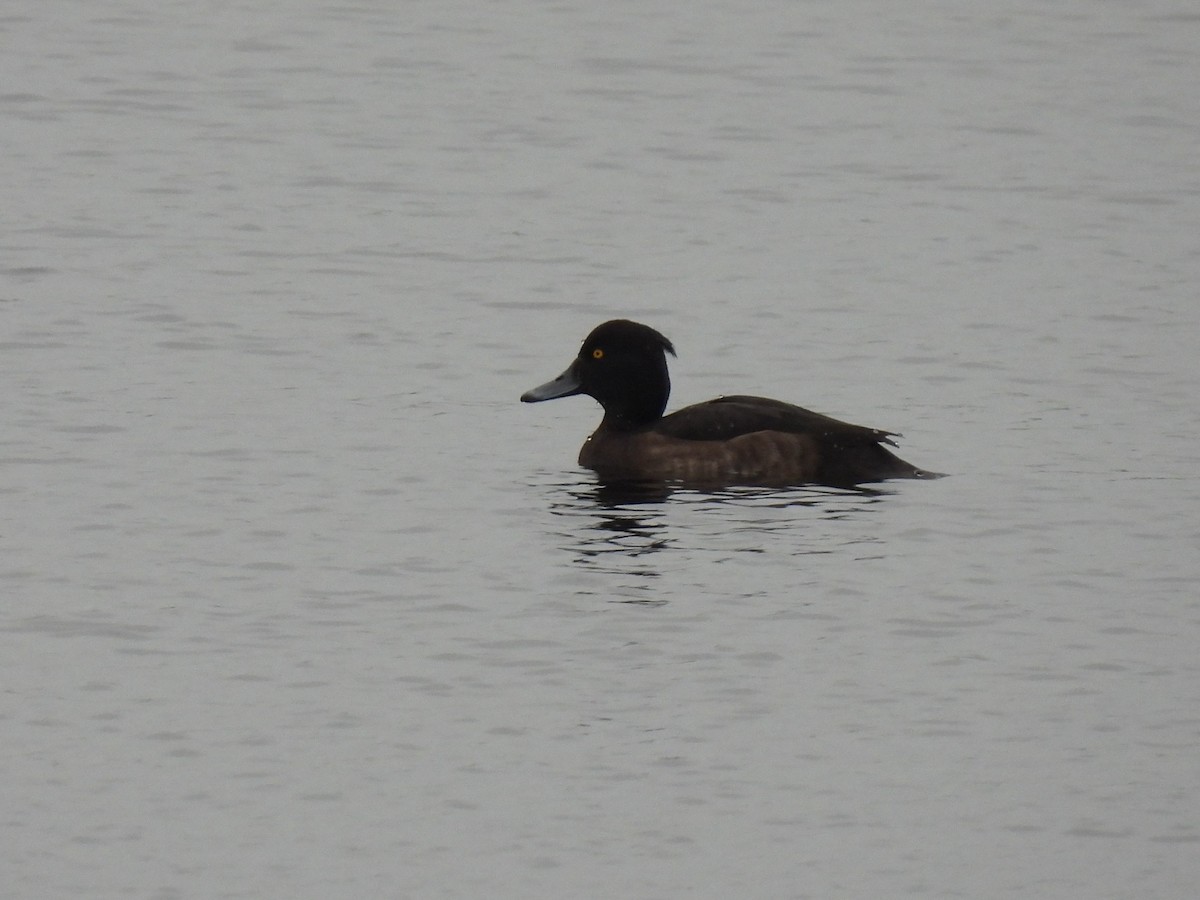 Tufted Duck - ML282523331