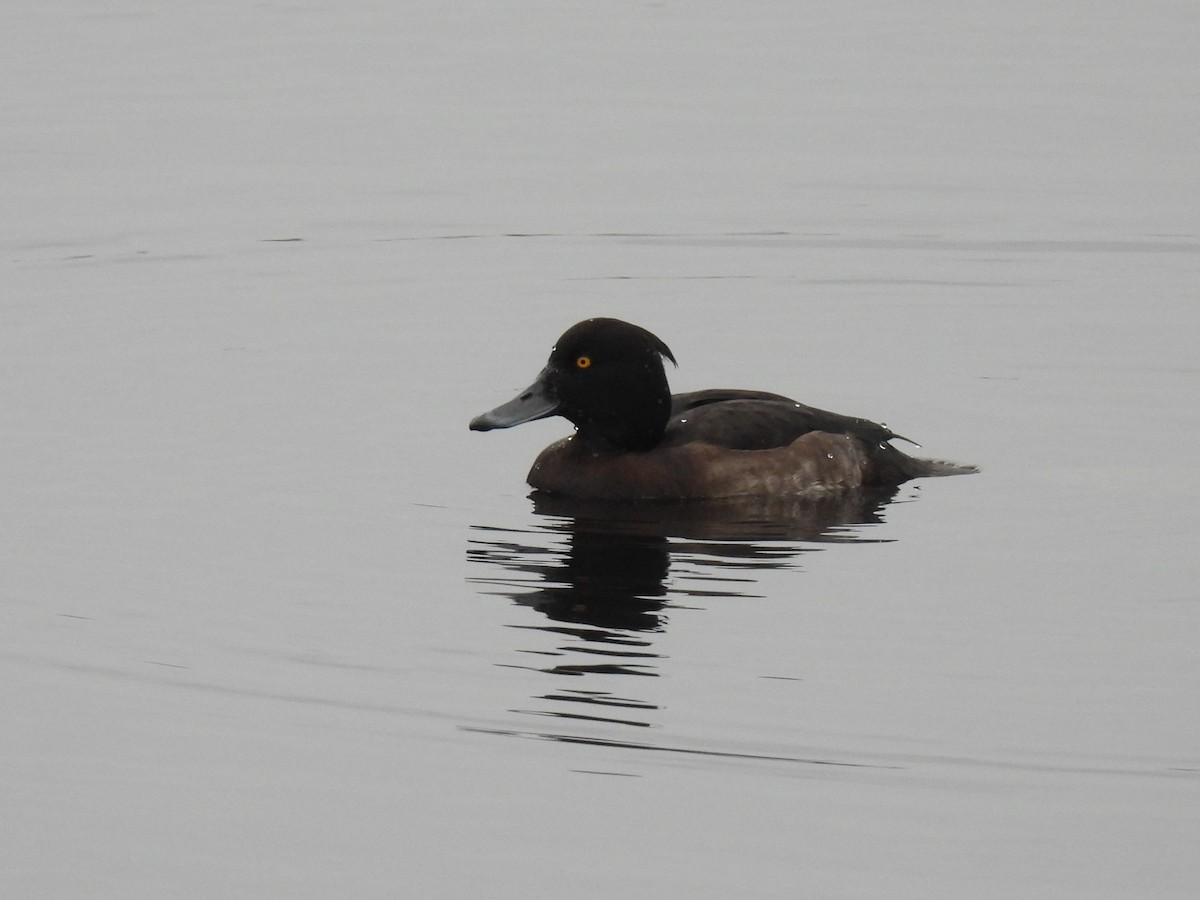 Tufted Duck - ML282523621