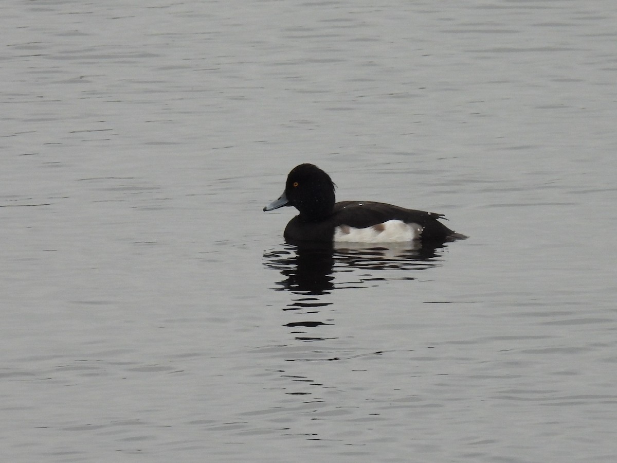Tufted Duck - ML282523711