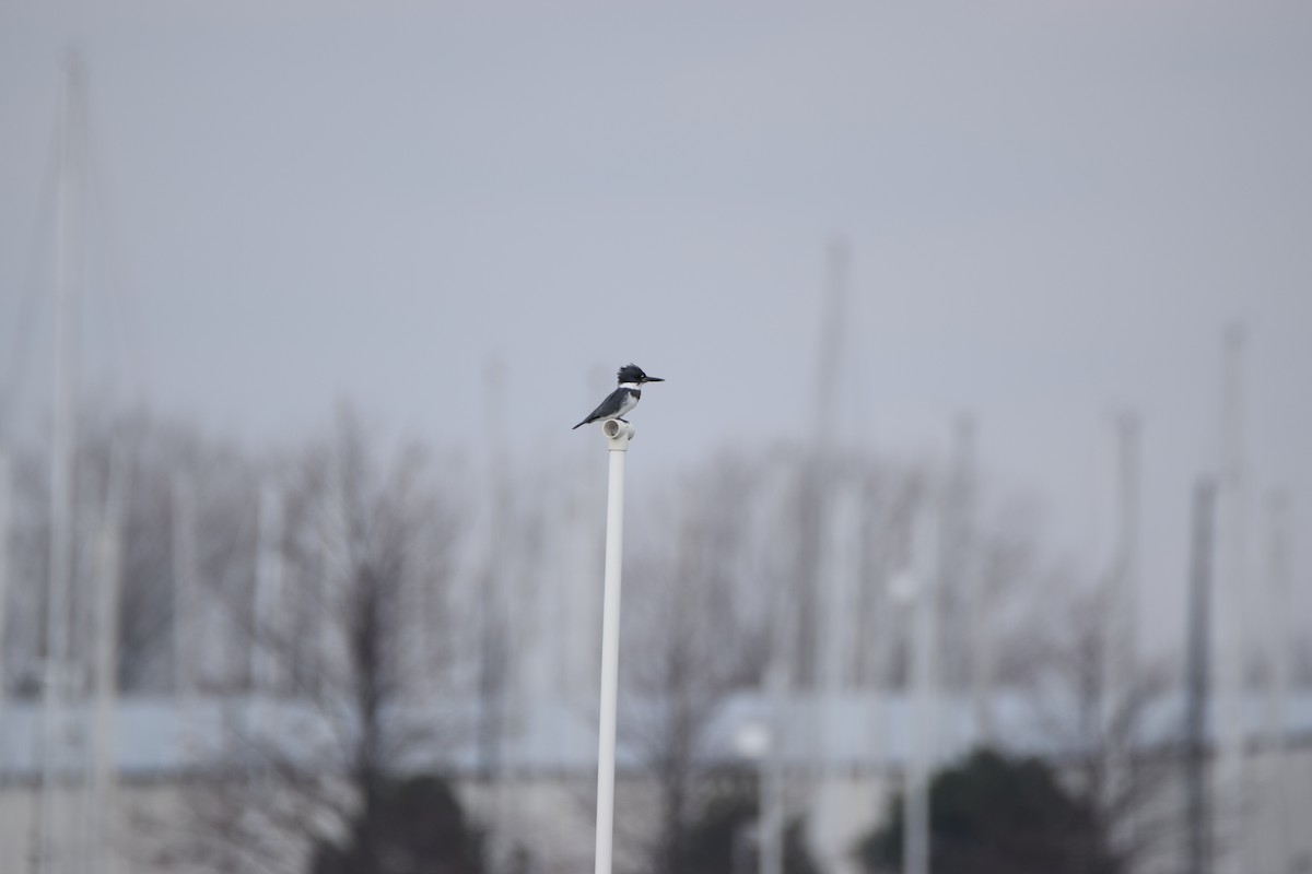Belted Kingfisher - ML282525701