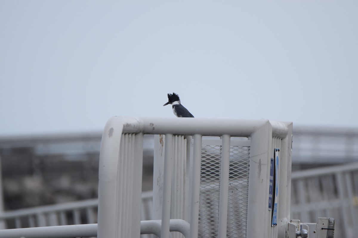 Belted Kingfisher - ML282525921