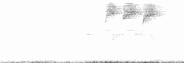 Pèrenoir de Grande Caïman - ML282532111