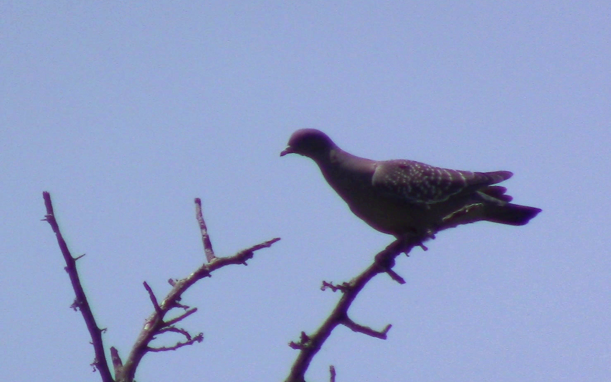 Spot-winged Pigeon - ML282532531