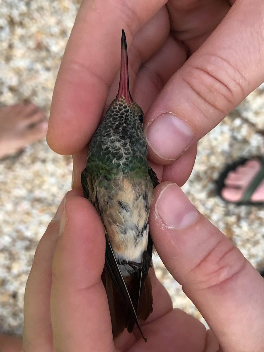 Buff-bellied Hummingbird - ML282540421