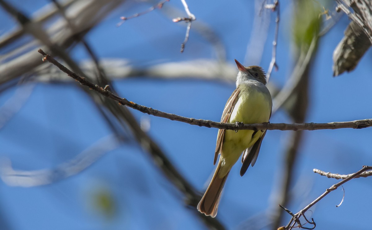 Great Crested Flycatcher - ML28254611