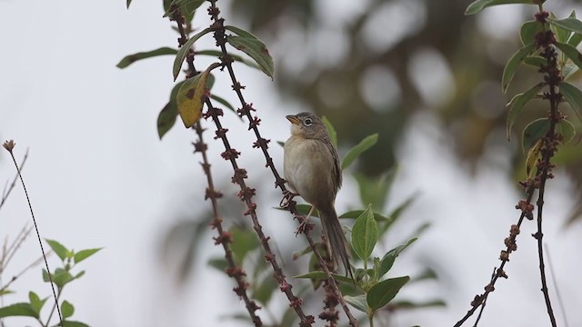 Wedge-tailed Grass-Finch - ML282551531