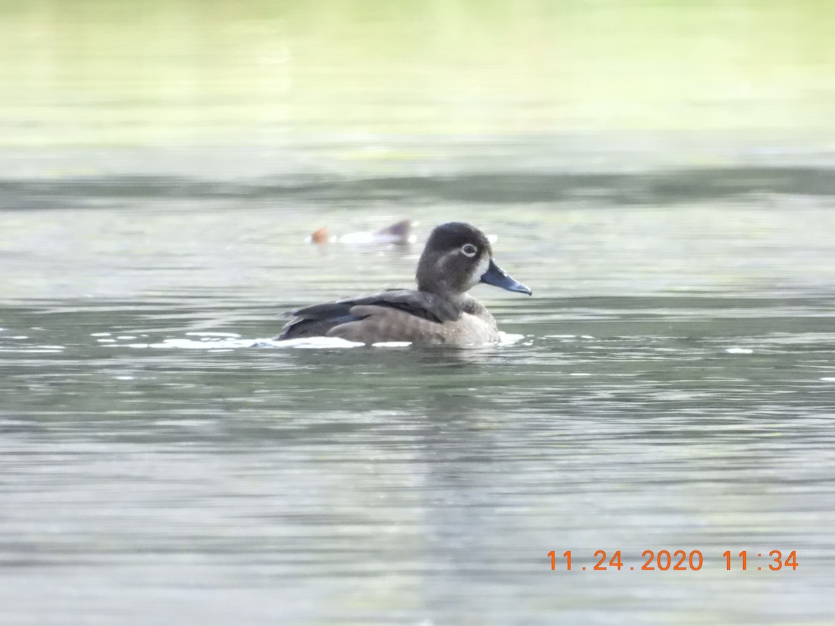 Ring-necked Duck - ML282553521