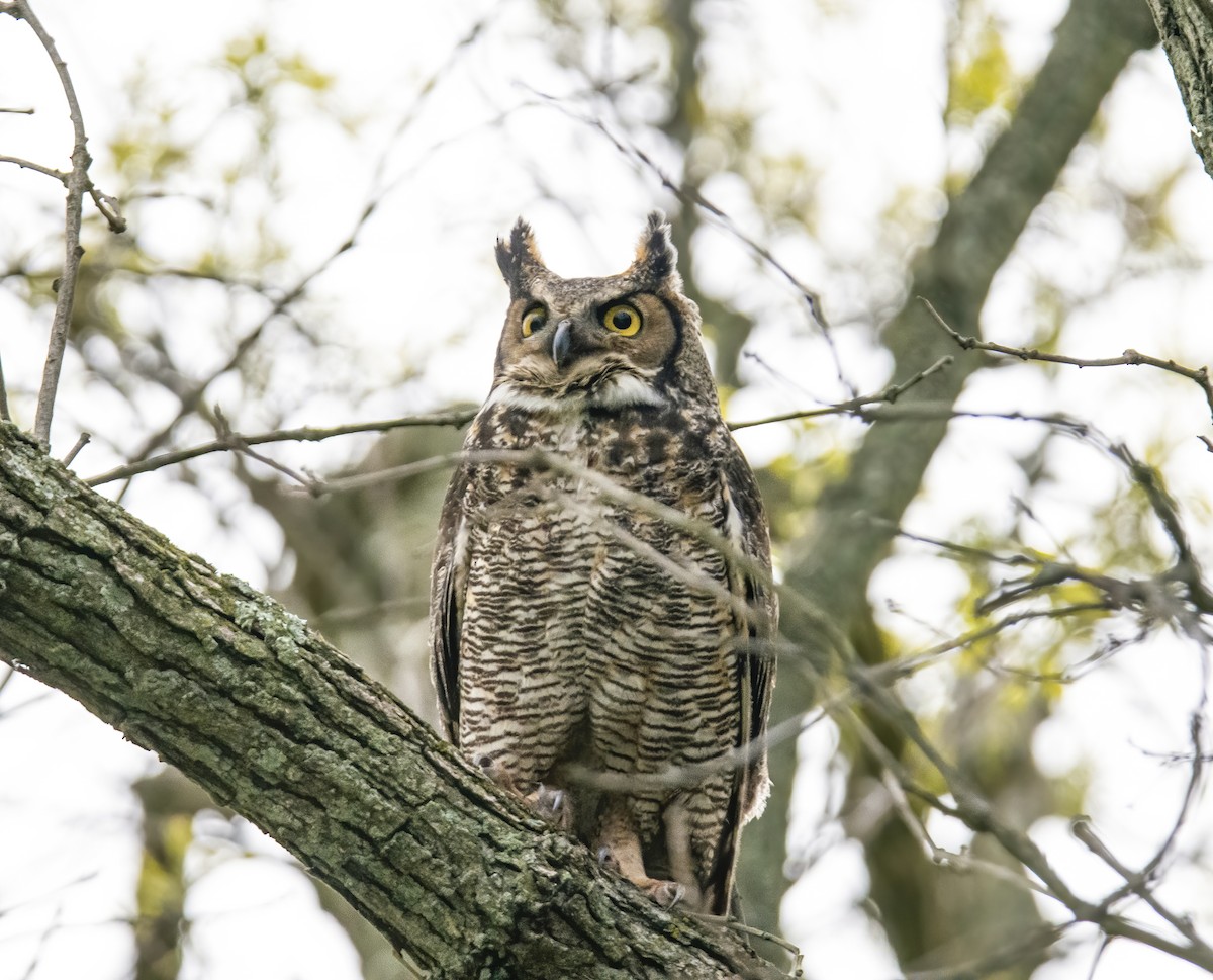Great Horned Owl - Amy Holloway