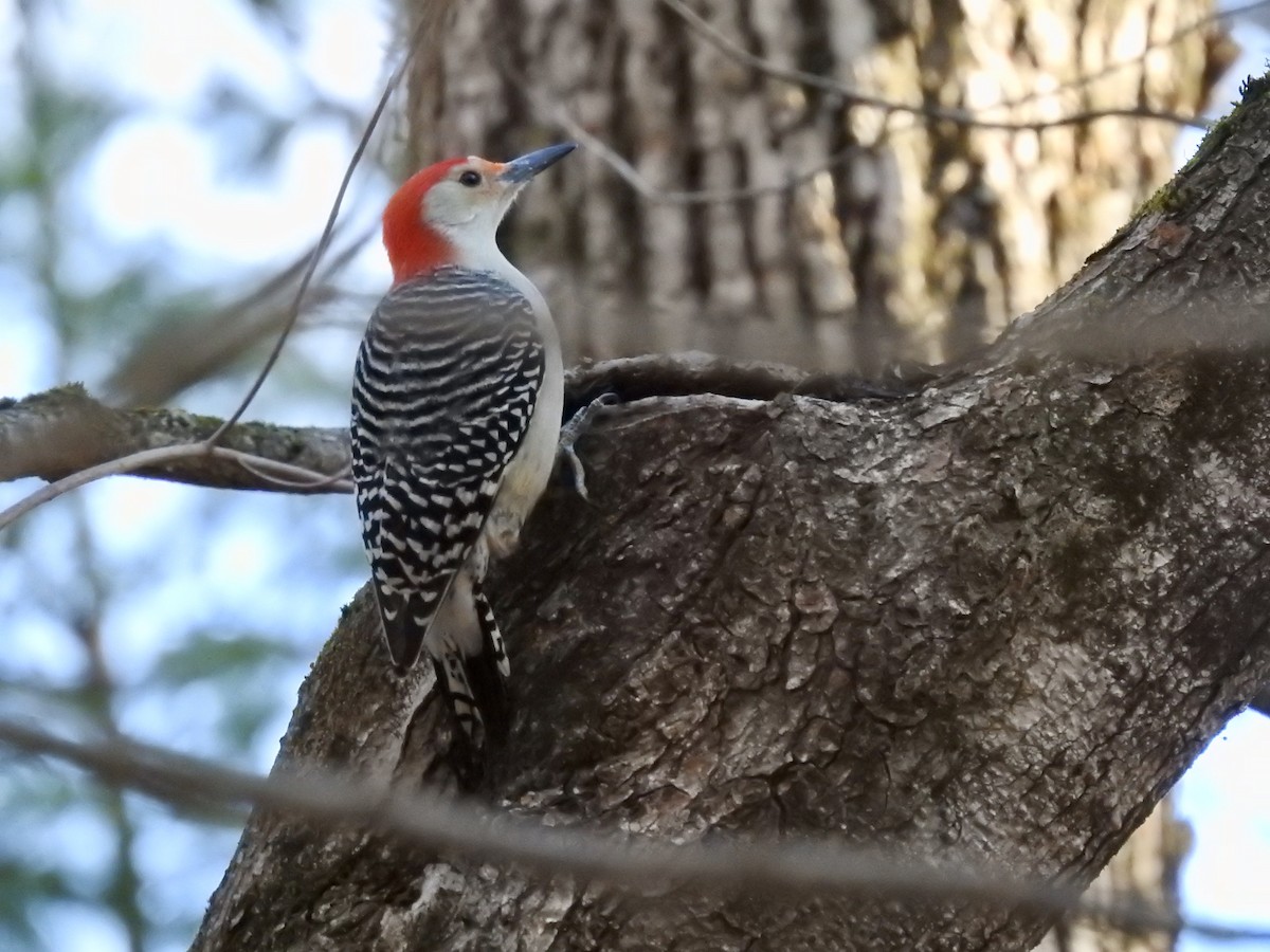 Red-bellied Woodpecker - ML282560791