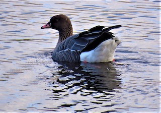 Pink-footed Goose, ML282565951