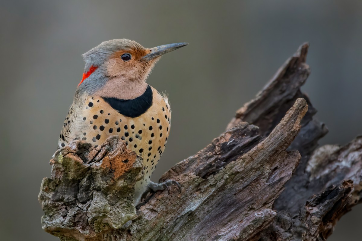 Northern Flicker (Yellow-shafted) - ML282571321