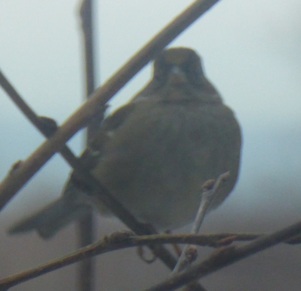 Golden-crowned Sparrow - Richard Prentki