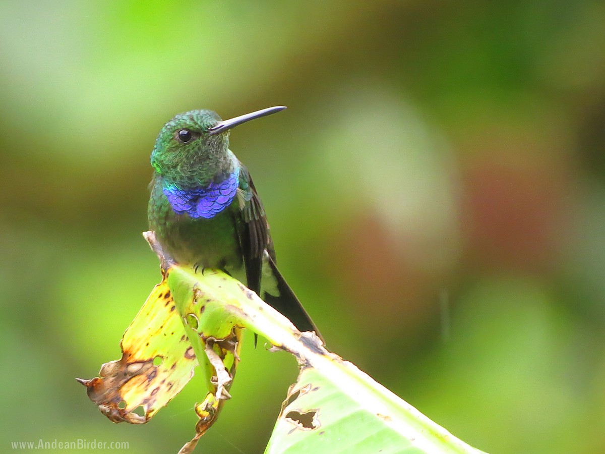 Purple-chested Hummingbird - ML282572671
