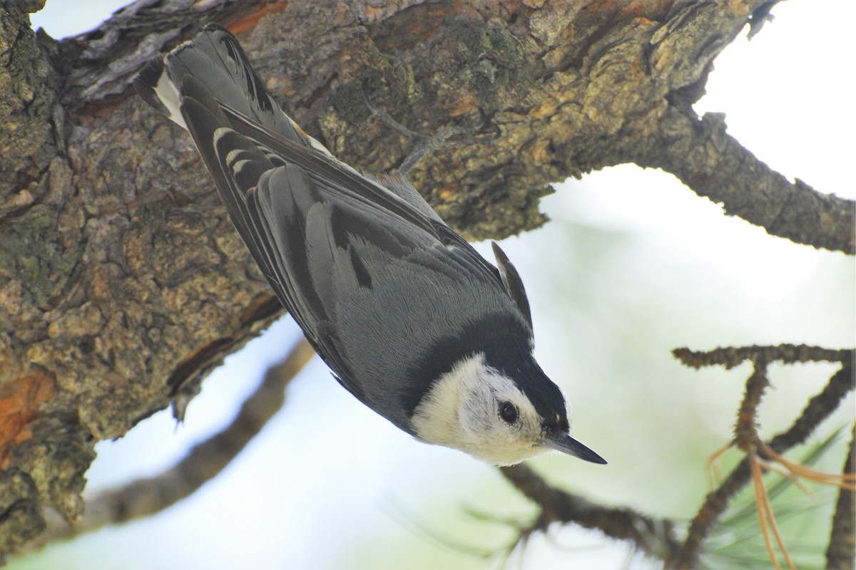White-breasted Nuthatch (Interior West) - ML28257271