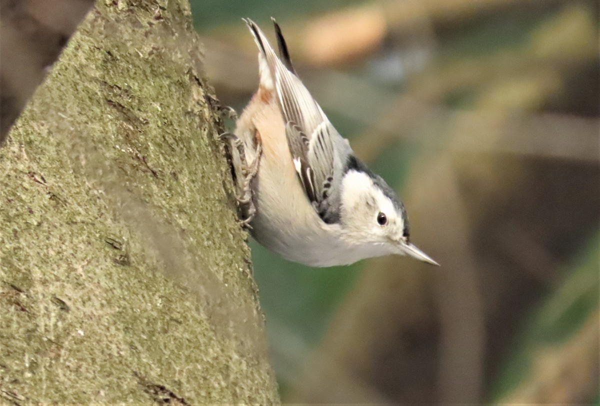 White-breasted Nuthatch - ML282573171