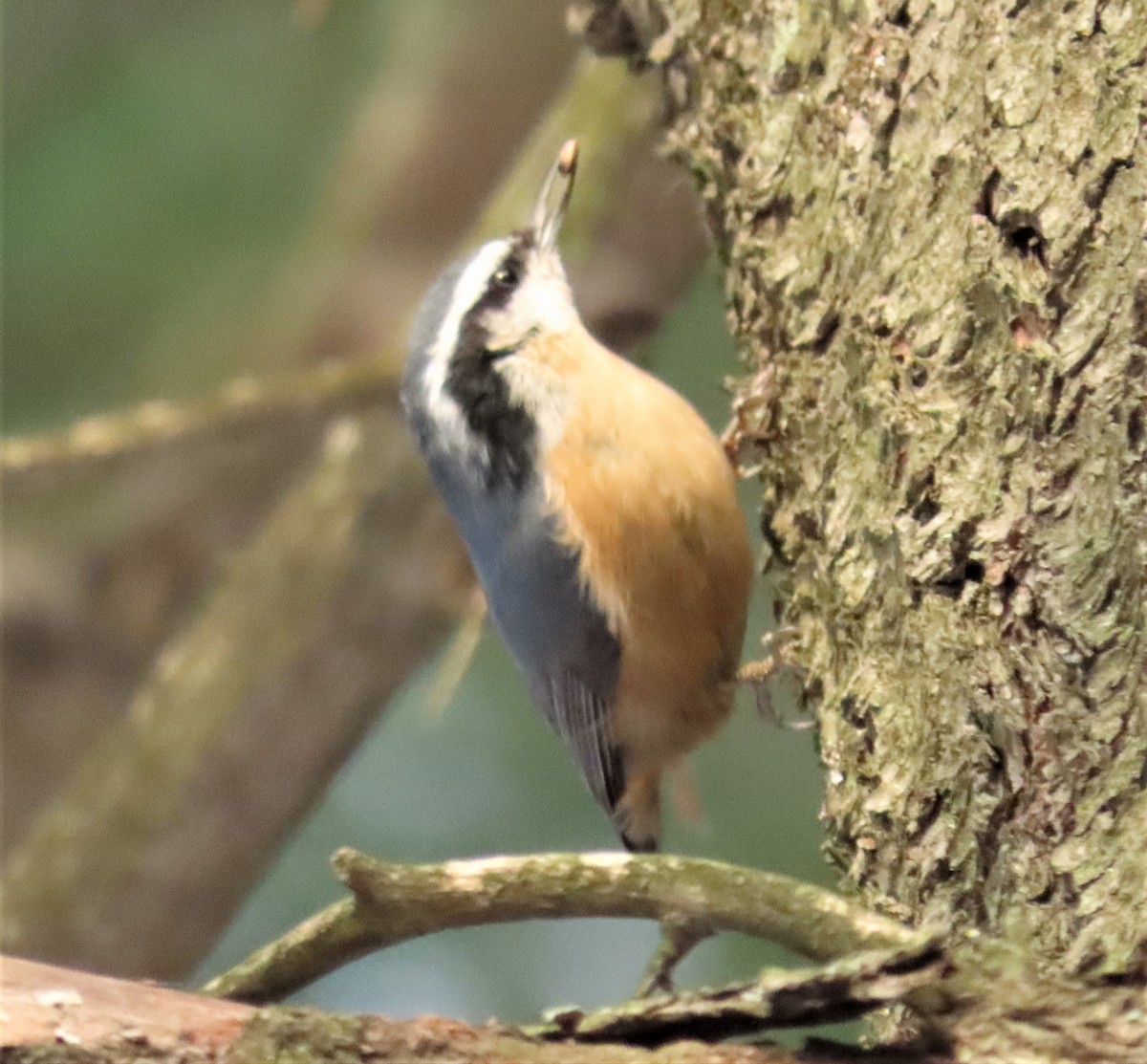 Red-breasted Nuthatch - ML282573241