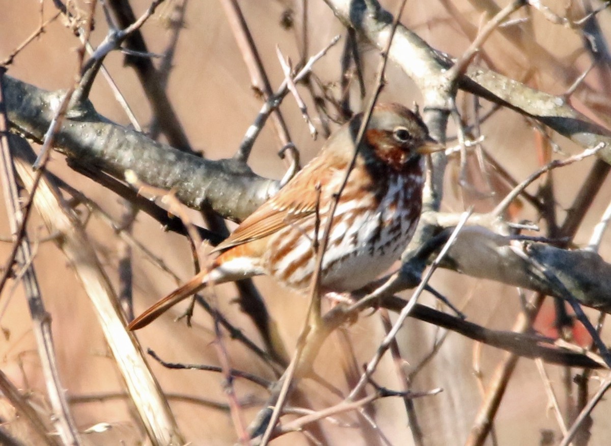 Fox Sparrow (Red) - ML282580061