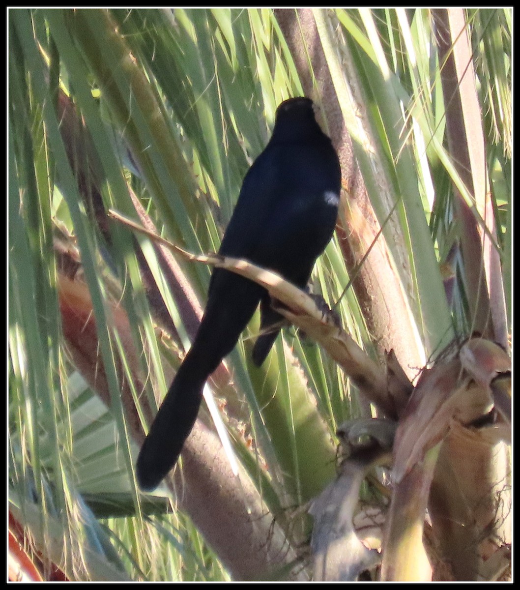 Great-tailed Grackle - ML282580831