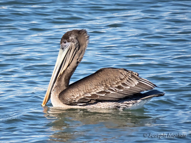 pelikán hnědý - ML282582021