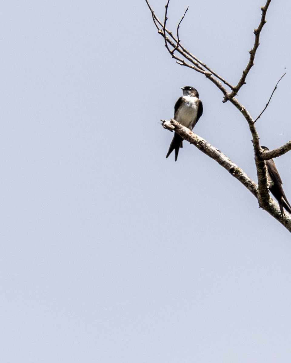 Black-capped Swallow - ML282583631