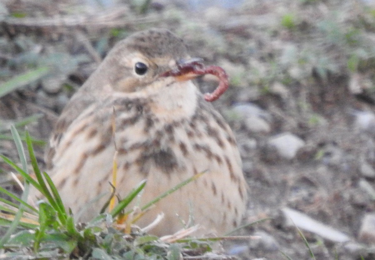 American Pipit - Mary  McMahon