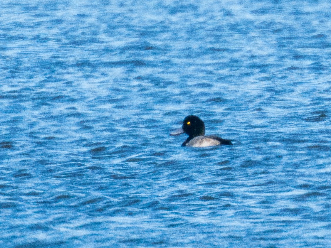 Greater Scaup - ML282588291