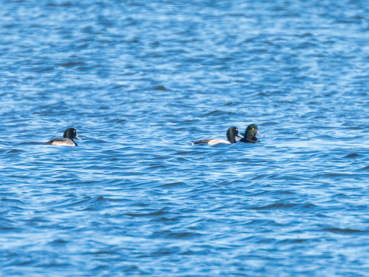 Greater Scaup - ML282588301