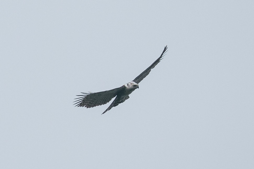 Ornate Hawk-Eagle - Patrick Van Thull