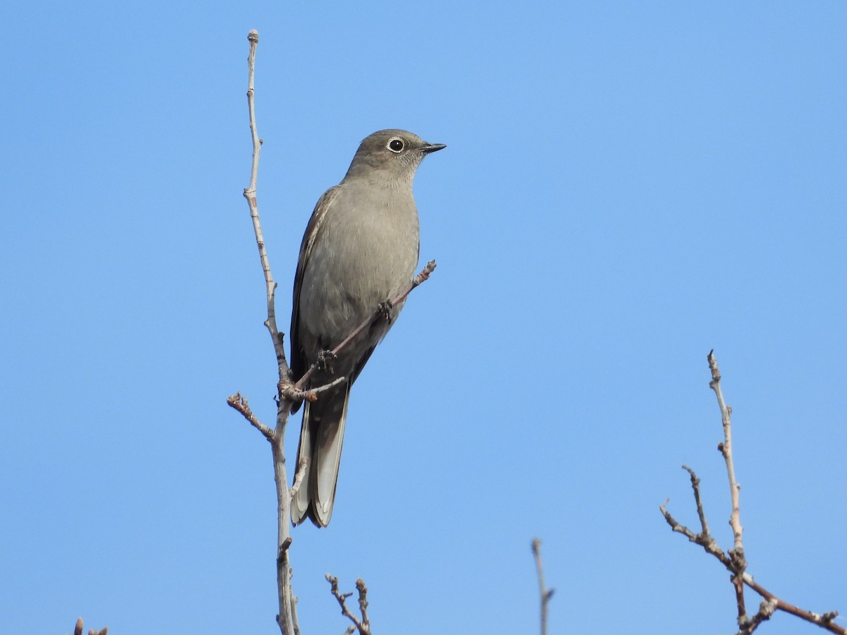 Townsend's Solitaire - ML282592751