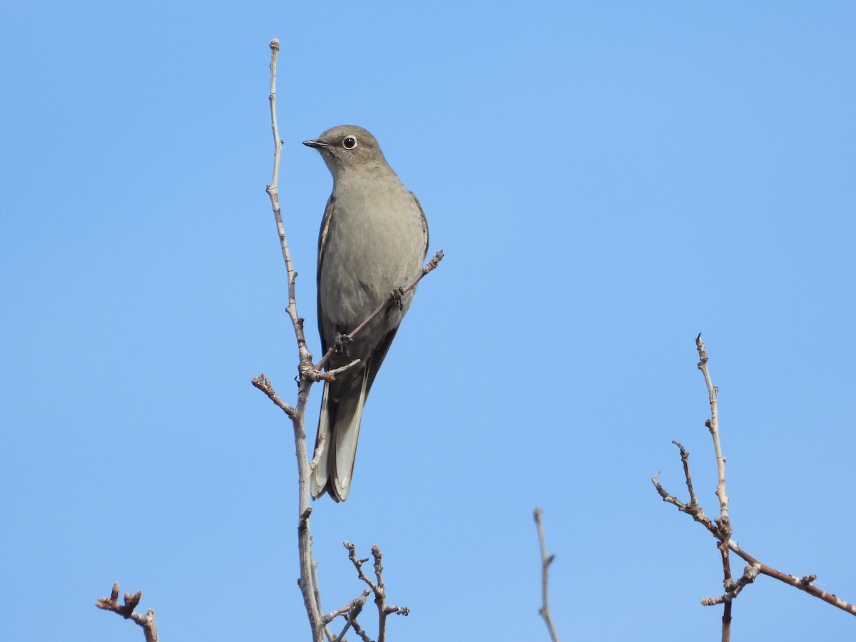Townsend's Solitaire - Jeff Percell