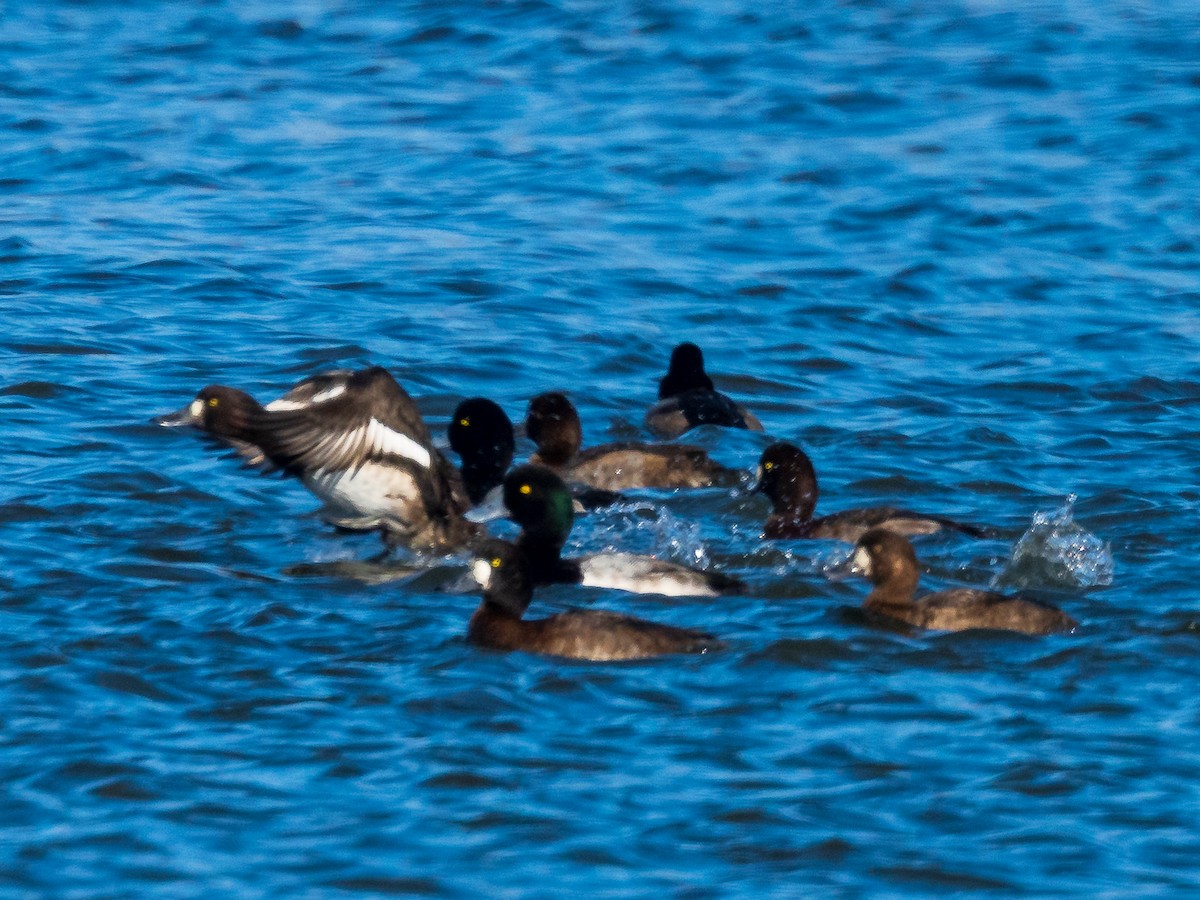 Greater Scaup - ML282595171