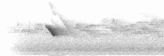Bornean Whistler - ML282598