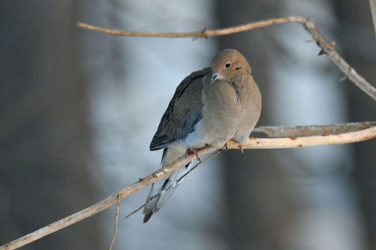 Mourning Dove - Jean Guy Chouinard