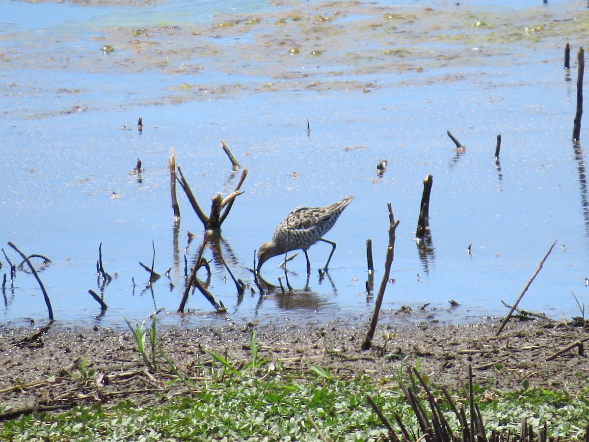 Stilt Sandpiper - ML28260221