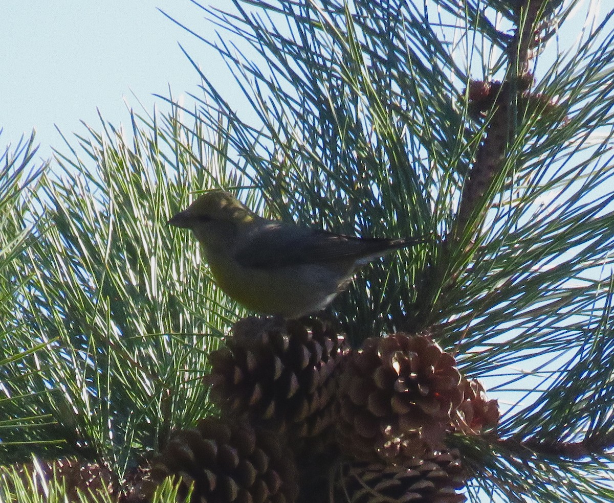 New York Breeding Bird Atlas Checklist - 24 Nov 2020 - Floyd Bennett ...