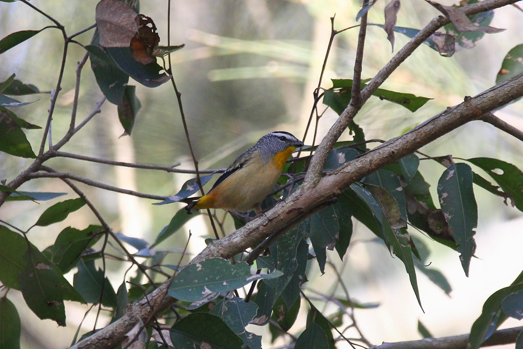 Spotted Pardalote - Andrew Naumann