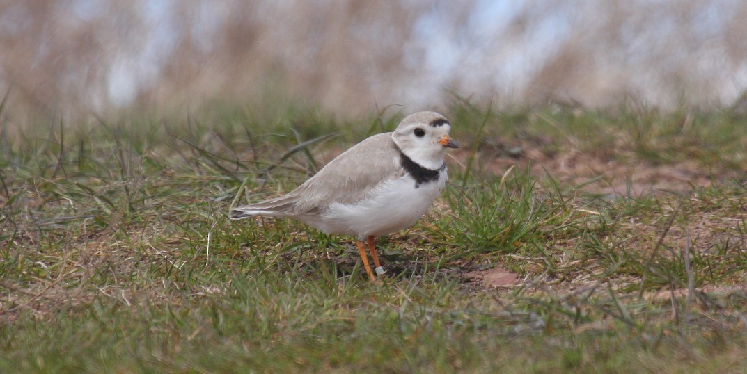 Piping Plover - Nick Anich