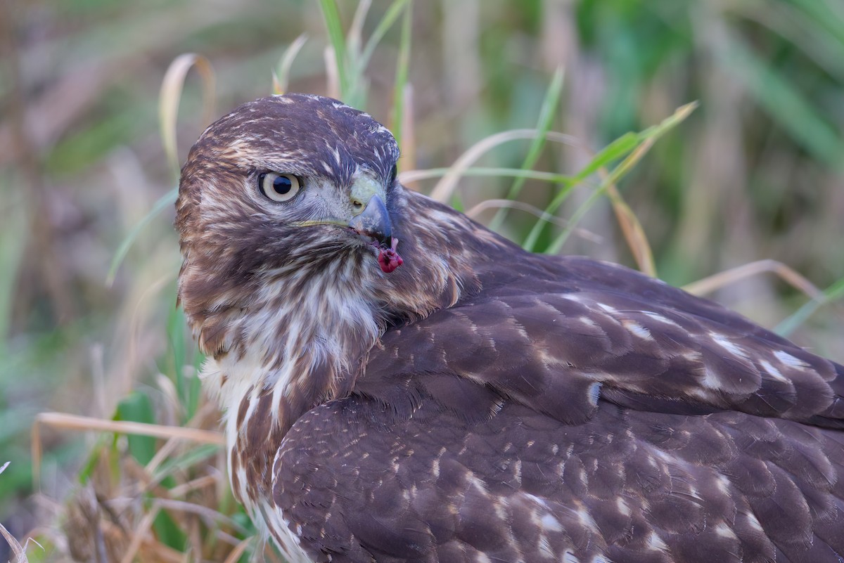 Red-tailed Hawk - ML282610751