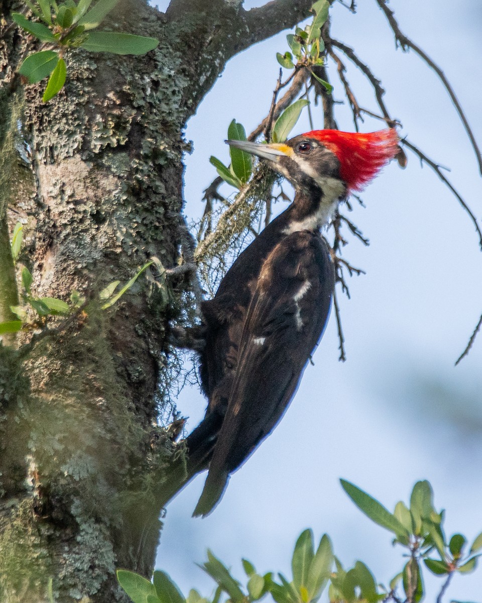 Black-bodied Woodpecker - ML282611541